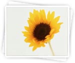 Description: http://women.kapook.com/wp-content/uploads/2009/04/flower-sunflower.jpg
